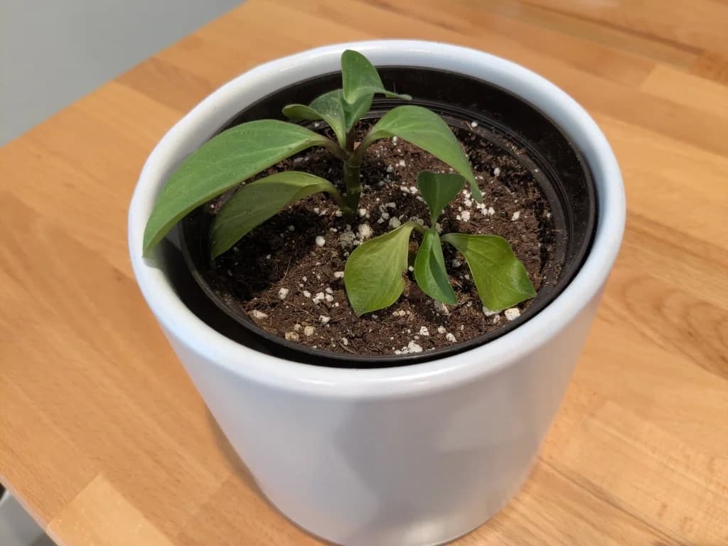 A young leafy seedling in a white pot on a wooden table